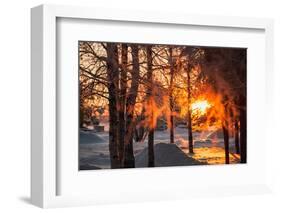 The Winter Park at Sunset. Hoarfrost on Branches Macro. Rime on Trees. Frost and Snow on the Branch-Sergey Zaykov-Framed Photographic Print