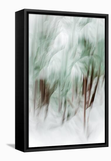 The Winter Woods-Ursula Abresch-Framed Stretched Canvas