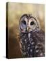 The Wise Owl-Jai Johnson-Stretched Canvas