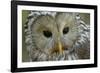 The Wise-Staffan Widstrand-Framed Giclee Print