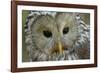 The Wise-Staffan Widstrand-Framed Giclee Print