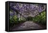 The Wisteria Arbour in Full Bloom-null-Framed Stretched Canvas