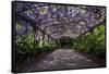 The Wisteria Arbour in Full Bloom-null-Framed Stretched Canvas