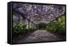 The Wisteria Arbour in Full Bloom-null-Framed Stretched Canvas