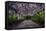 The Wisteria Arbour in Full Bloom-null-Framed Stretched Canvas