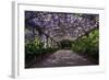 The Wisteria Arbour in Full Bloom-null-Framed Photographic Print