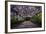 The Wisteria Arbour in Full Bloom-null-Framed Photographic Print