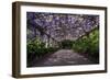 The Wisteria Arbour in Full Bloom-null-Framed Photographic Print