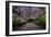 The Wisteria Arbour in Full Bloom-null-Framed Photographic Print