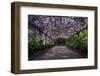 The Wisteria Arbour in Full Bloom-null-Framed Photographic Print