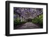 The Wisteria Arbour in Full Bloom-null-Framed Photographic Print