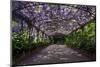 The Wisteria Arbour in Full Bloom-null-Mounted Photographic Print