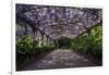 The Wisteria Arbour in Full Bloom-null-Framed Photographic Print