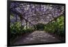 The Wisteria Arbour in Full Bloom-null-Framed Photographic Print