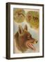 'The Wolf', c1900-Helena J. Maguire-Framed Giclee Print