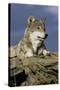 The Wolf King-Susann Parker-Stretched Canvas