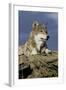 The Wolf King-Susann Parker-Framed Photographic Print