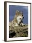 The Wolf King-Susann Parker-Framed Photographic Print