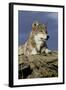 The Wolf King-Susann Parker-Framed Photographic Print