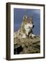 The Wolf King-Susann Parker-Framed Photographic Print