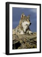 The Wolf King-Susann Parker-Framed Photographic Print