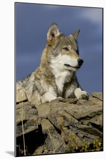 The Wolf King-Susann Parker-Mounted Photographic Print