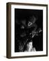 The Wolf Man, 1941-null-Framed Photographic Print