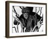 The Wolf Man, Lon Chaney, Jr., 1941-null-Framed Photo