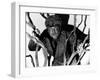 The Wolf Man, Lon Chaney, Jr., 1941-null-Framed Photo