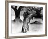 The Wolf Man, Lon Chaney Jr., Evelyn Ankers, 1941-null-Framed Photo