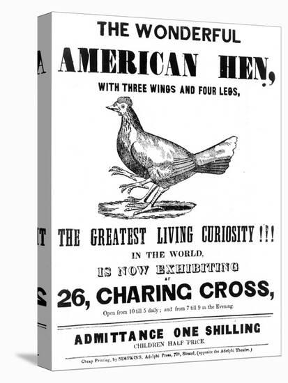 The Wonderful American Hen-null-Stretched Canvas