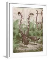 'The Wonderful Tail of the Lyre Bird', 1935-Unknown-Framed Giclee Print