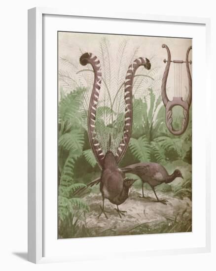 'The Wonderful Tail of the Lyre Bird', 1935-Unknown-Framed Giclee Print