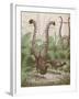 'The Wonderful Tail of the Lyre Bird', 1935-Unknown-Framed Giclee Print