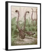 'The Wonderful Tail of the Lyre Bird', 1935-Unknown-Framed Giclee Print