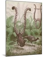 'The Wonderful Tail of the Lyre Bird', 1935-Unknown-Mounted Giclee Print