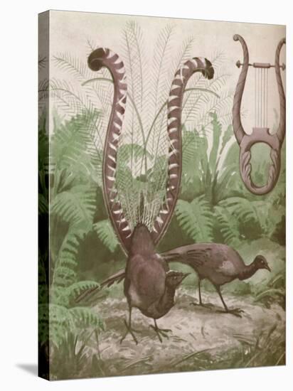 'The Wonderful Tail of the Lyre Bird', 1935-Unknown-Stretched Canvas