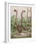 'The Wonderful Tail of the Lyre Bird', 1935-Unknown-Framed Giclee Print