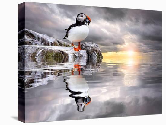 The Wonderfully Funny Puffin with a Calm Reflecting Landscape-Stephen Tucker-Stretched Canvas