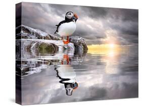 The Wonderfully Funny Puffin with a Calm Reflecting Landscape-Stephen Tucker-Stretched Canvas