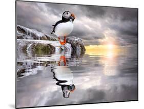 The Wonderfully Funny Puffin with a Calm Reflecting Landscape-Stephen Tucker-Mounted Photographic Print