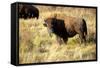 The Wood Bison-Richard Wright-Framed Stretched Canvas