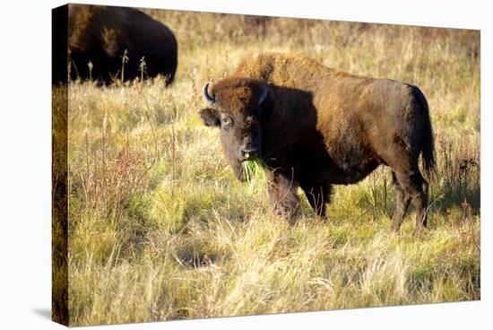 The Wood Bison-Richard Wright-Stretched Canvas