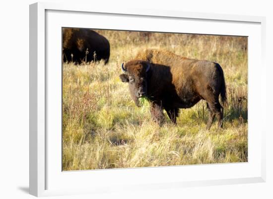 The Wood Bison-Richard Wright-Framed Photographic Print