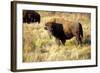 The Wood Bison-Richard Wright-Framed Photographic Print