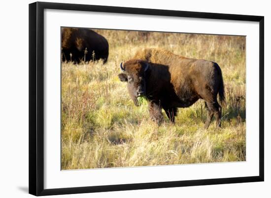 The Wood Bison-Richard Wright-Framed Photographic Print