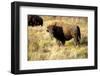 The Wood Bison-Richard Wright-Framed Photographic Print