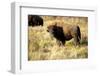 The Wood Bison-Richard Wright-Framed Photographic Print