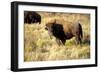 The Wood Bison-Richard Wright-Framed Photographic Print