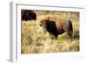 The Wood Bison-Richard Wright-Framed Photographic Print